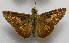  ( - WI-JAG-699)  @13 [ ] No Rights Reserved  Julio A Genaro Caribbean Natural History Group