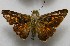 ( - WI-JAG-700)  @13 [ ] No Rights Reserved  Julio A Genaro Caribbean Natural History Group
