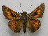  ( - WI-JAG-705)  @14 [ ] No Rights Reserved  Julio A Genaro Caribbean Natural History Group