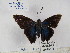  ( - Wi-JAG-1152)  @12 [ ] No Rights Reserved (2015) Julio A Genaro Caribbean Natural History Group