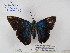  ( - Wi-JAG-1153)  @12 [ ] No Rights Reserved (2015) Julio A Genaro Caribbean Natural History Group