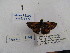  ( - Wi-JAG-1174)  @13 [ ] No Rights Reserved (2015) Julio A Genaro Caribbean Natural History Group