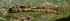 ( - IngaHerbiv_0172)  @12 [ ] CreativeCommons - Attribution Non-Commercial Share-Alike (2012) TA Kursar University of Utah