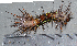  ( - IngaHerbiv_1055)  @12 [ ] CreativeCommons - Attribution Non-Commercial Share-Alike (2013) TA Kursar University of Utah