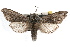  ( - JLB-0042)  @13 [ ] CreativeCommons - Attribution (2009) Unspecified Centre for Biodiversity Genomics