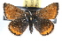  (Icaricia - JLB-0088)  @15 [ ] CreativeCommons - Attribution (2009) Unspecified Centre for Biodiversity Genomics