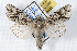  ( - JLB-0131)  @14 [ ] CreativeCommons - Attribution (2009) Unspecified Centre for Biodiversity Genomics