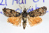  (Chrismania nr. pictipennalis - JLB-0155)  @14 [ ] Unspecified (default): All Rights Reserved  Unspecified Unspecified