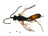  ( - 10PROBE-29015)  @13 [ ] CreativeCommons - Attribution (2011) CBG Photography Group Centre for Biodiversity Genomics