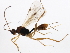  ( - 10PROBE-22052)  @12 [ ] CreativeCommons - Attribution (2010) CBG Photography Group Centre for Biodiversity Genomics