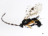  ( - 10PROBE-28826)  @12 [ ] CreativeCommons - Attribution (2011) CBG Photography Group Centre for Biodiversity Genomics