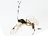  ( - 10PROBE-28839)  @13 [ ] CreativeCommons - Attribution (2011) CBG Photography Group Centre for Biodiversity Genomics