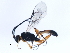  ( - BIOUG00732-H09)  @13 [ ] CreativeCommons - Attribution (2010) CBG Photography Group Centre for Biodiversity Genomics