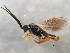  ( - BIOUG00733-B02)  @14 [ ] CreativeCommons - Attribution (2011) CBG Photography Group Centre for Biodiversity Genomics