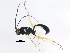  ( - BIOUG00770-A09)  @12 [ ] CreativeCommons - Attribution (2011) CBG Photography Group Centre for Biodiversity Genomics