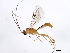  ( - BIOUG00777-F11)  @13 [ ] CreativeCommons - Attribution (2011) CBG Photography Group Centre for Biodiversity Genomics