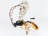  ( - BIOUG00779-F03)  @13 [ ] CreativeCommons - Attribution (2011) CBG Photography Group Centre for Biodiversity Genomics