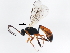  ( - BIOUG00779-F04)  @13 [ ] CreativeCommons - Attribution (2011) CBG Photography Group Centre for Biodiversity Genomics