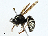  ( - BIOUG99491-A04)  @11 [ ] CreativeCommons - Attribution (2023) CBG Photography Group Centre for Biodiversity Genomics