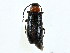 ( - BIOUG99492-A04)  @11 [ ] CreativeCommons - Attribution (2023) CBG Photography Group Centre for Biodiversity Genomics