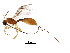  (Psenobolus - BIOUG29883-F03)  @14 [ ] CreativeCommons - Attribution (2016) CBG Photography Group Centre for Biodiversity Genomics