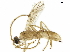  ( - BIOUG29883-H11)  @13 [ ] CreativeCommons - Attribution (2019) CBG Photography Group Centre for Biodiversity Genomics