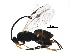  (Apanteles Malaise7726 - BIOUG29863-B11)  @14 [ ] CreativeCommons - Attribution (2016) CBG Photography Group Centre for Biodiversity Genomics