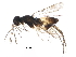  (Elasmus Malaise8332 - BIOUG29863-E03)  @14 [ ] CreativeCommons - Attribution (2016) CBG Photography Group Centre for Biodiversity Genomics