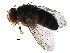  (Siphonini - BIOUG29814-G03)  @15 [ ] CreativeCommons - Attribution (2016) CBG Photography Group Centre for Biodiversity Genomics