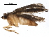  ( - BIOUG29815-E07)  @13 [ ] CreativeCommons - Attribution (2016) CBG Photography Group Centre for Biodiversity Genomics