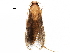  (blastoMalaise01 - BIOUG29909-E01)  @13 [ ] CreativeCommons - Attribution (2016) CBG Photography Group Centre for Biodiversity Genomics