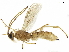  (Aleiodes alessandracallejae - BIOUG29879-F03)  @14 [ ] CreativeCommons - Attribution (2019) CBG Photography Group Centre for Biodiversity Genomics