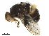 ( - BIOUG29859-G03)  @12 [ ] CreativeCommons - Attribution (2019) CBG Photography Group Centre for Biodiversity Genomics