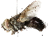  ( - BIOUG29910-C08)  @11 [ ] CreativeCommons - Attribution (2019) CBG Photography Group Centre for Biodiversity Genomics