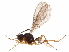  (Dinotrema Malaise9278 - BIOUG29917-D08)  @14 [ ] CreativeCommons - Attribution (2016) CBG Photography Group Centre for Biodiversity Genomics