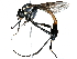  (Systropodini - BIOUG29923-C02)  @14 [ ] CreativeCommons - Attribution (2016) CBG Photography Group Centre for Biodiversity Genomics