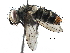  (Malaisetach772 - BIOUG29930-D10)  @14 [ ] CreativeCommons - Attribution (2016) CBG Photography Group Centre for Biodiversity Genomics