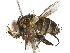  (Cuparymyia Janzen4203 - BIOUG29869-E02)  @11 [ ] CreativeCommons - Attribution (2019) CBG Photography Group Centre for Biodiversity Genomics
