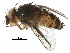  (Siphona Malaise9235 - BIOUG29993-G05)  @14 [ ] CreativeCommons - Attribution (2016) CBG Photography Group Centre for Biodiversity Genomics