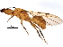  (Azteca xanthochroa - BIOUG29935-G10)  @14 [ ] CreativeCommons - Attribution (2016) CBG Photography Group Centre for Biodiversity Genomics
