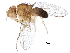  (Scaptodrosophila - BIOUG29940-C05)  @14 [ ] CreativeCommons - Attribution (2016) CBG Photography Group Centre for Biodiversity Genomics