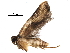  (Dichomeris BioLep50 - BIOUG29890-G03)  @14 [ ] CreativeCommons - Attribution (2016) CBG Photography Group Centre for Biodiversity Genomics