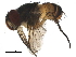  ( - BIOUG29962-F02)  @11 [ ] CreativeCommons - Attribution (2019) CBG Photography Group Centre for Biodiversity Genomics