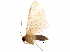  (Eois Malaise9666 - BIOUG30011-A09)  @13 [ ] CreativeCommons - Attribution (2016) CBG Photography Group Centre for Biodiversity Genomics