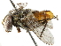  ( - BIOUG30010-A10)  @13 [ ] CreativeCommons - Attribution (2019) CBG Photography Group Centre for Biodiversity Genomics