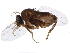  ( - BIOUG30012-H03)  @13 [ ] CreativeCommons - Attribution (2019) CBG Photography Group Centre for Biodiversity Genomics