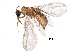  (Acropyga panamensis - BIOUG30021-G02)  @13 [ ] CreativeCommons - Attribution (2016) CBG Photography Group Centre for Biodiversity Genomics