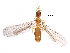  (Acropyga smithii - BIOUG30146-H09)  @14 [ ] CreativeCommons - Attribution (2016) CBG Photography Group Centre for Biodiversity Genomics