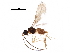  (alyMalaise01 Malaise4459 - BIOUG30201-A05)  @14 [ ] CreativeCommons - Attribution (2017) CBG Photography Group Centre for Biodiversity Genomics