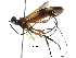  (Capitonius malaise0235 - BIOUG30010-F08)  @14 [ ] CreativeCommons - Attribution (2016) CBG Photography Group Centre for Biodiversity Genomics